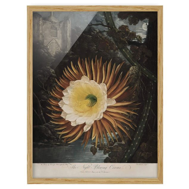 Wandbilder Blumen Botanik Vintage Illustration Kaktusblüte
