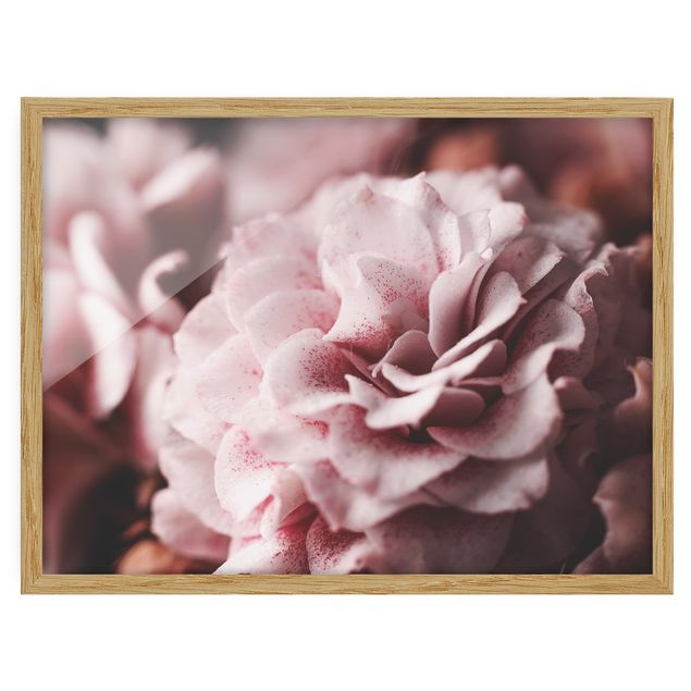 Wandbilder Blumen Shabby Rosa Rose Pastell
