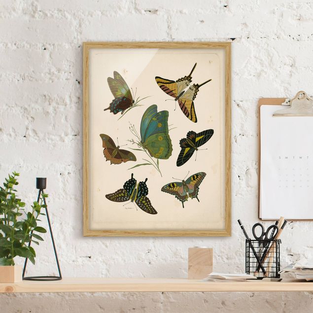 Küchen Deko Vintage Illustration Exotische Schmetterlinge