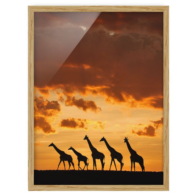 Wandbilder Afrika Fünf Giraffen