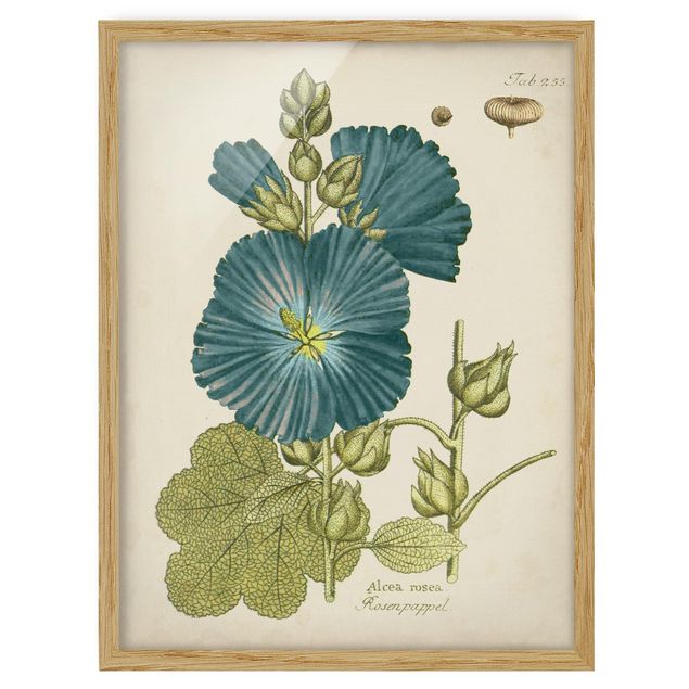 Wandbilder Blumen Vintage Botanik in Blau Rosenpappel