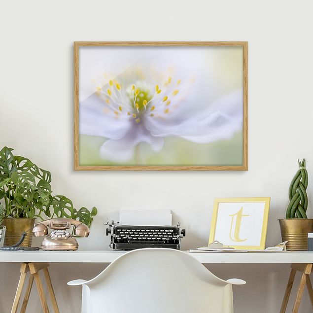 Blumenbilder mit Rahmen Anemonen Schönheit