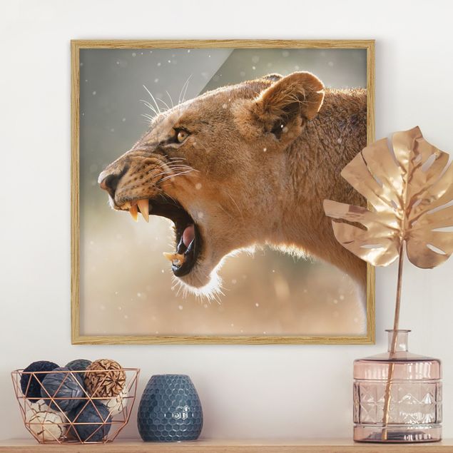 Wandbilder Landschaften Löwin auf der Jagd