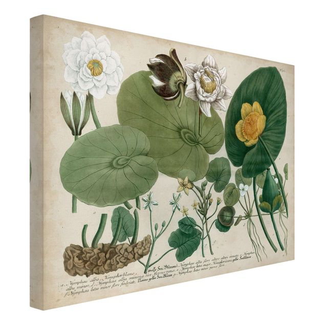 Wandbilder Floral Vintage Illustration Weiße Wasserlilie