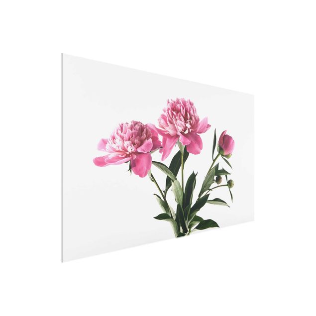 Glasbilder Blumen Blüten und Knospen Pink auf Weiß
