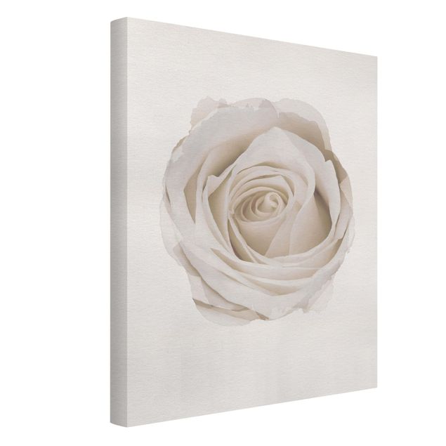 Wandbilder Floral Wasserfarben - Pretty White Rose