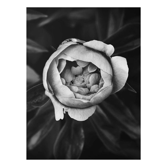 Glasbild schwarz-weiß Pfingstrosenblüte vor Blättern Schwarz Weiß