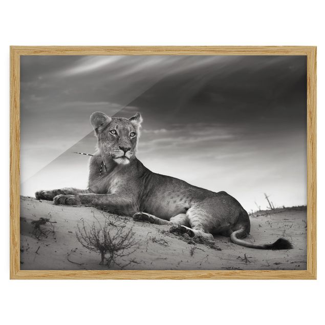 Gerahmte Bilder Tiere Resting Lion
