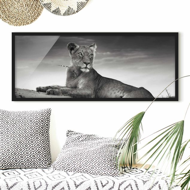 schwarz-weiß Bilder mit Rahmen Resting Lion