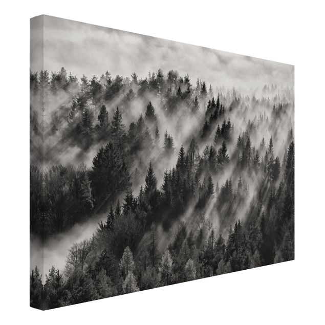 schwarz-weiß Bilder auf Leinwand Lichtstrahlen im Nadelwald