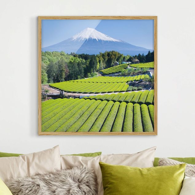 Wandbilder Bäume Teefelder vor dem Fuji