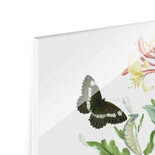 Bilder auf Glas Britische Schmetterlinge IV