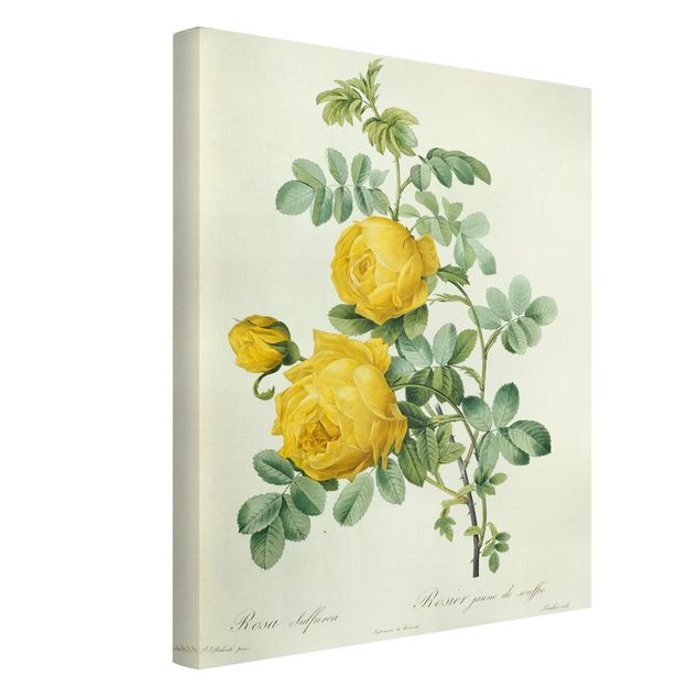 Leinwandbilder Blumen Pierre Joseph Redouté - Rosa Sulfurea