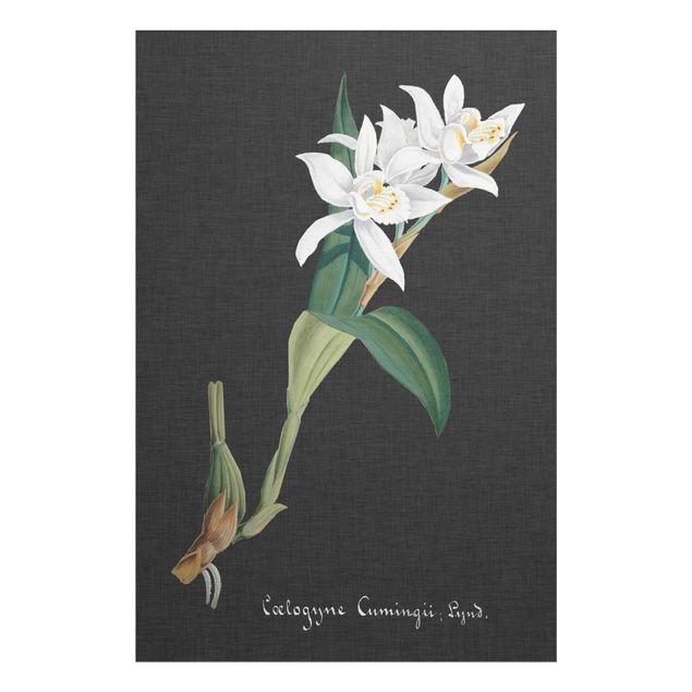 Wandbilder Floral Weiße Orchidee auf Leinen II