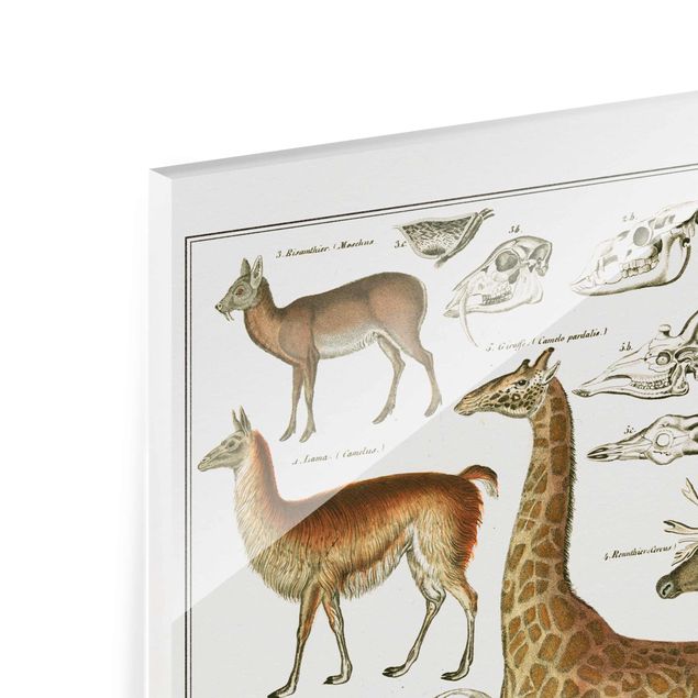 Wandbilder Braun Vintage Lehrtafel Giraffe, Kamel und Lama