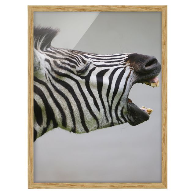 Wandbilder Afrika Brüllendes Zebra