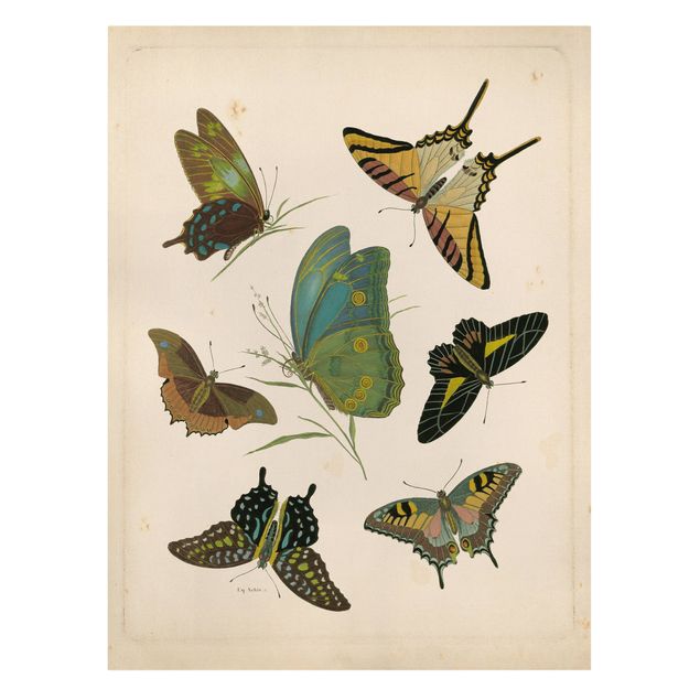 Tierbilder Leinwand Vintage Illustration Exotische Schmetterlinge