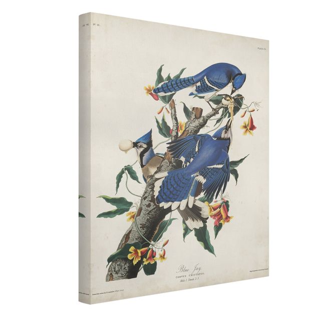 Wandbilder Floral Vintage Lehrtafel Blauer Häher
