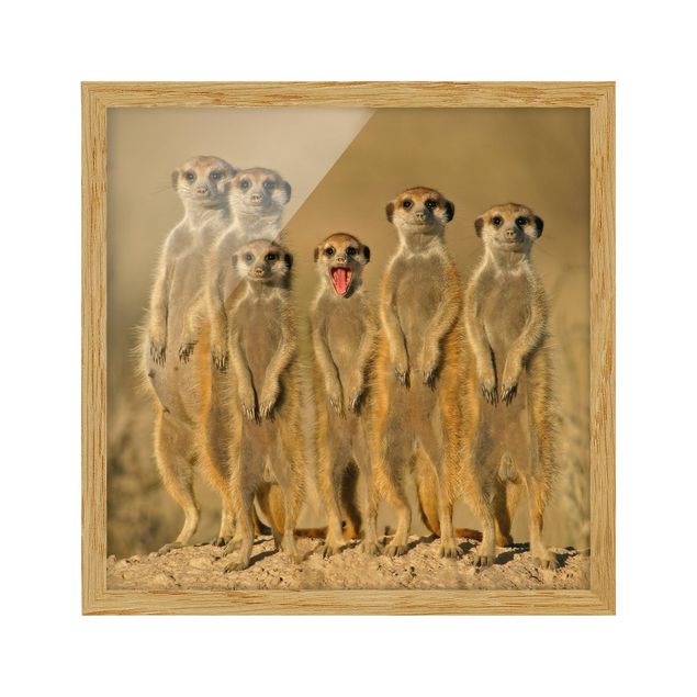 Wandbilder Modern Meerkat Family