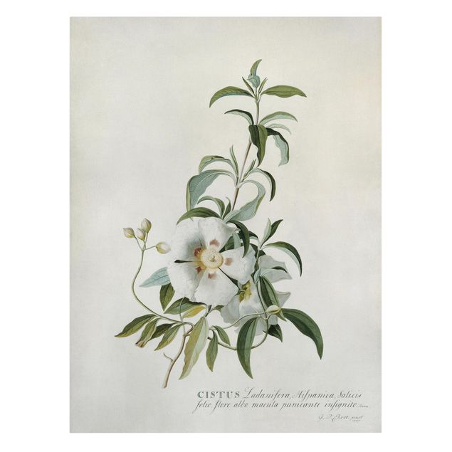 Wandbilder Floral Georg Dionysius Ehret - Zistrose