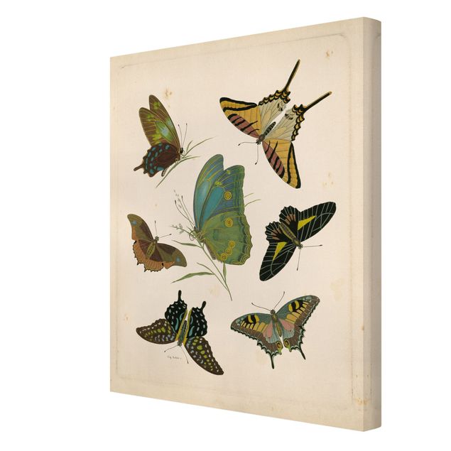 Wandbilder Retro Vintage Illustration Exotische Schmetterlinge
