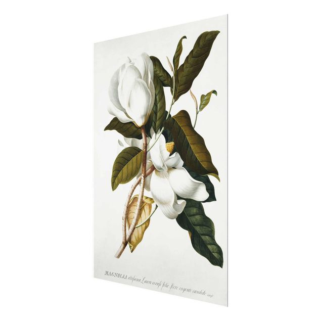 Wandbilder Blumen Georg Dionysius Ehret - Magnolie