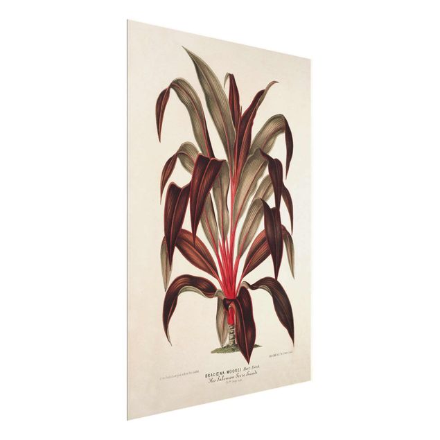 Wandbilder Floral Botanik Vintage Illustration Drachenbaum