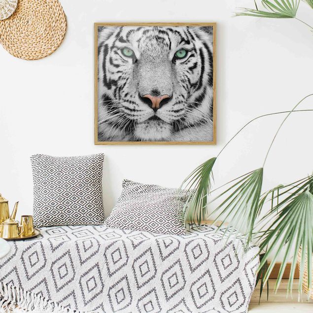 schwarz-weiß Bilder mit Rahmen Weißer Tiger