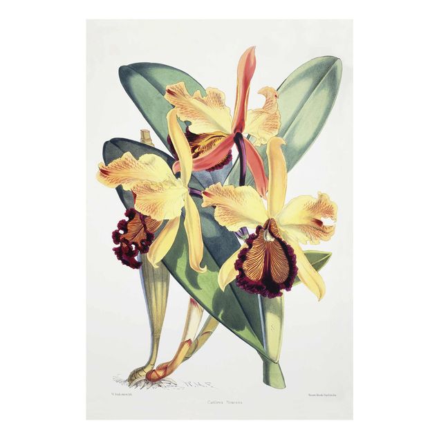 Glasbilder Blumen Motive Walter Hood Fitch - Orchidee
