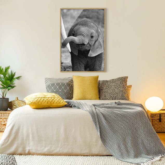 gerahmte Bilder schwarz-weiß Elefantenbaby