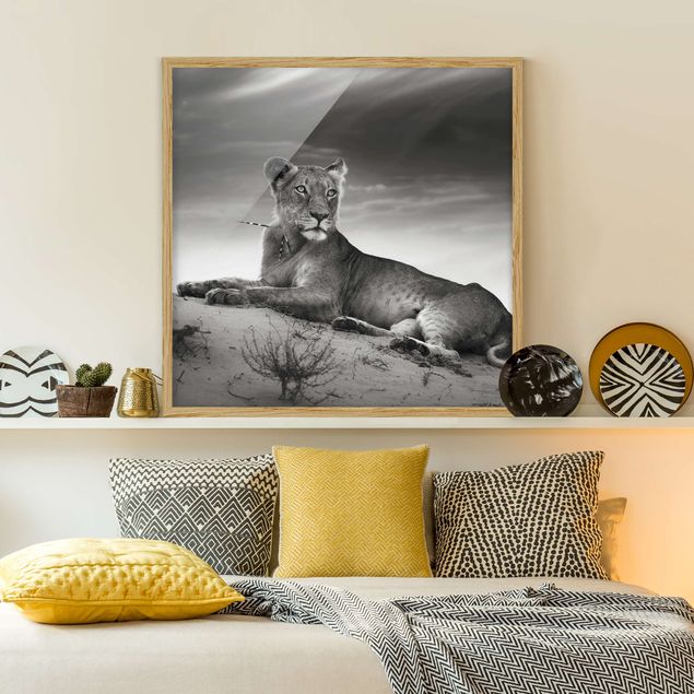 gerahmte Bilder schwarz-weiß Resting Lion