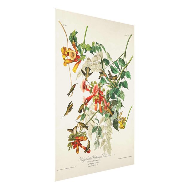 Wandbilder Blumen Vintage Lehrtafel Rubinkehlkolibris