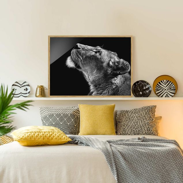 schwarz-weiß Bilder mit Rahmen Portrait einer Löwin