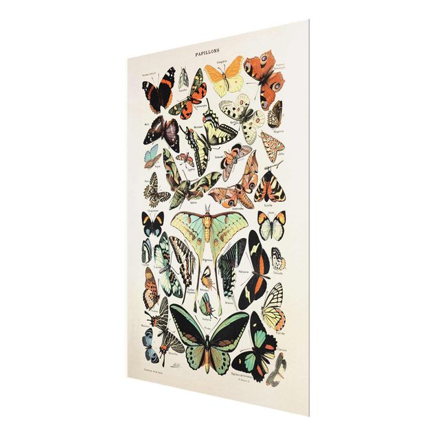 Wandbilder Türkis Vintage Lehrtafel Schmetterlinge und Falter
