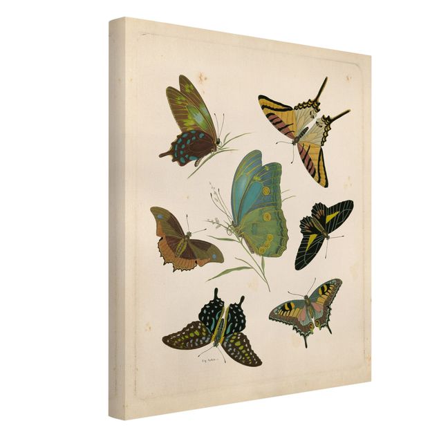 Leinwandbilder Retro Vintage Illustration Exotische Schmetterlinge