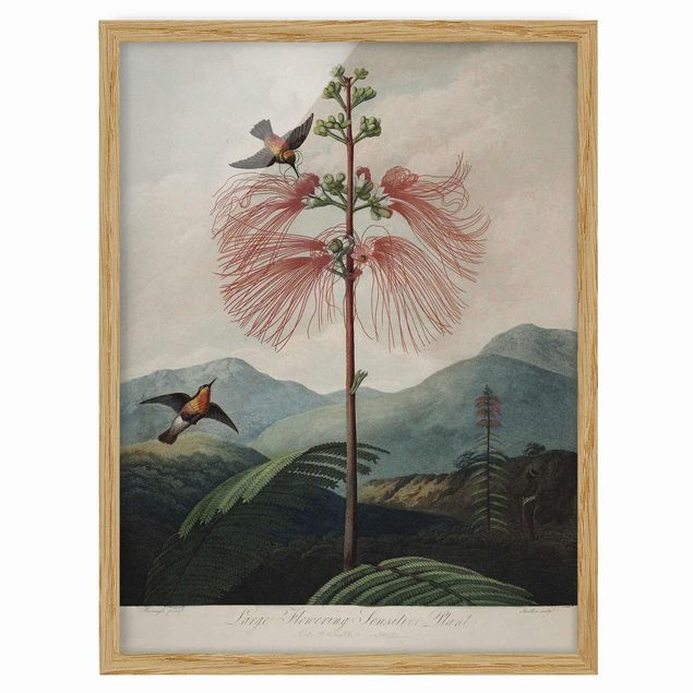 Wandbilder Blumen Botanik Vintage Illustration Blüte und Kolibri