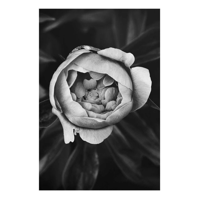 schwarz weiß Glasbilder Pfingstrosenblüte vor Blättern Schwarz Weiß