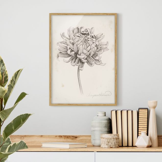 Wanddeko Küche Botanische Studie Chrysantheme I