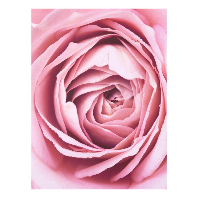 Wandbilder Floral Rosa Rosenblüte