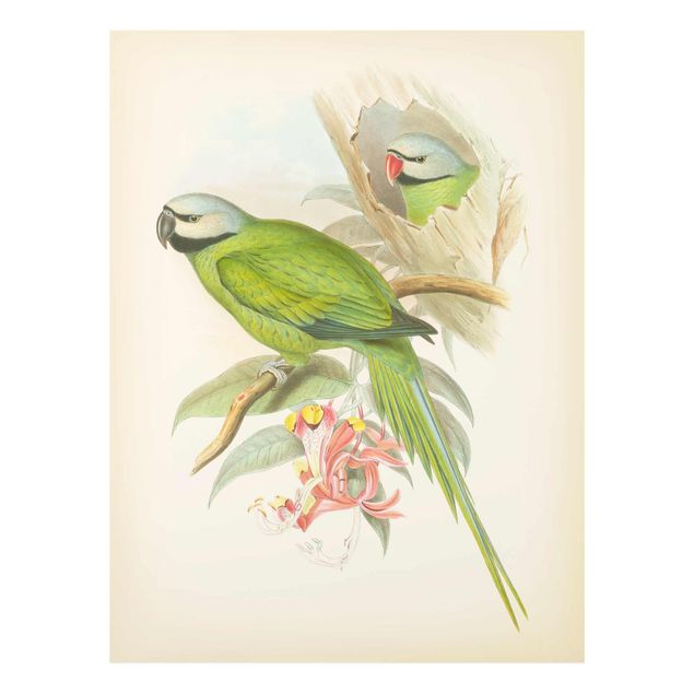 Wandbilder Grün Vintage Illustration Tropische Vögel II