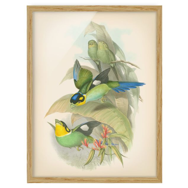 Wandbilder Blumen Vintage Illustration Tropische Vögel