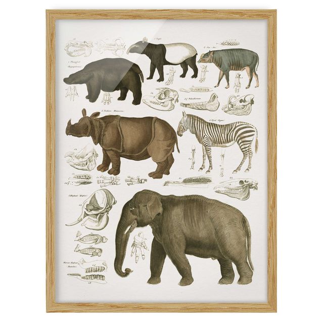 Wandbilder Landschaften Vintage Lehrtafel Elefant, Zebra und Nashorn