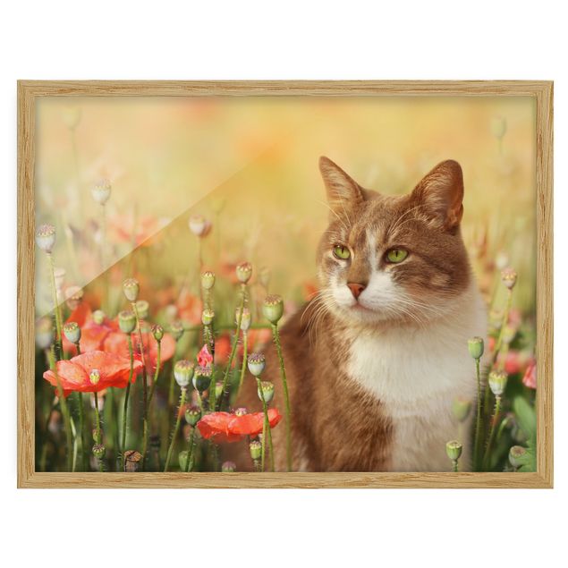 Blumenbilder mit Rahmen Katze im Mohnfeld