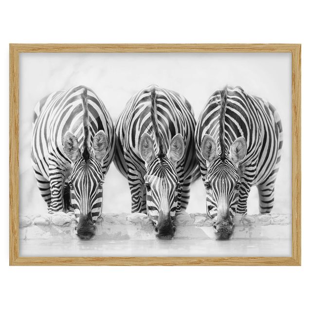 Gerahmte Bilder Tiere Zebra Trio schwarz-weiß