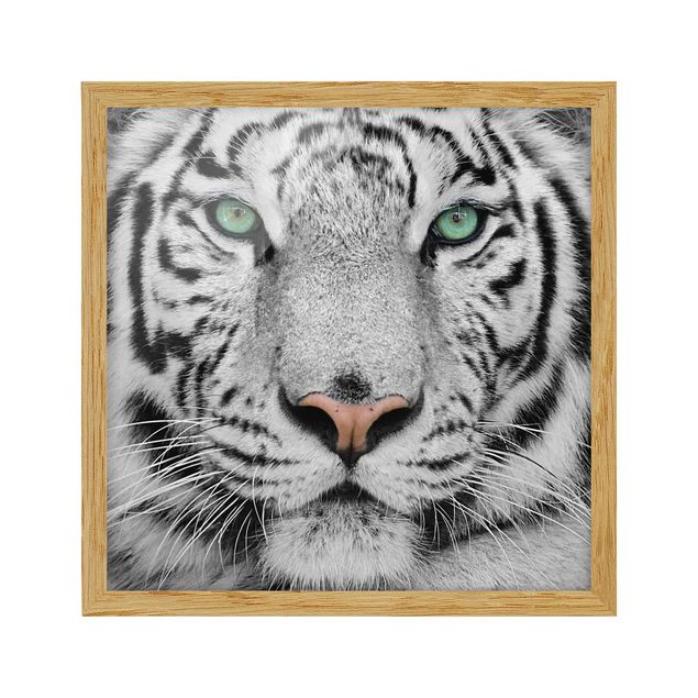Gerahmte Bilder Tiere Weißer Tiger