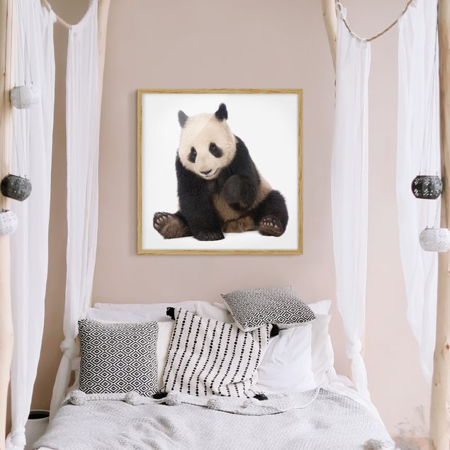 Tierbilder mit Rahmen Panda Tatzen