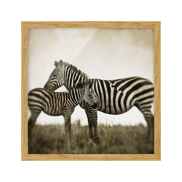 Gerahmte Bilder Tiere Zebrapaar