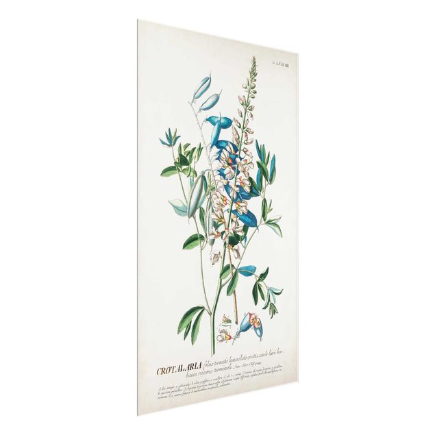 Wandbilder Blumen Vintage Botanik Illustration Hülsenfrüchte