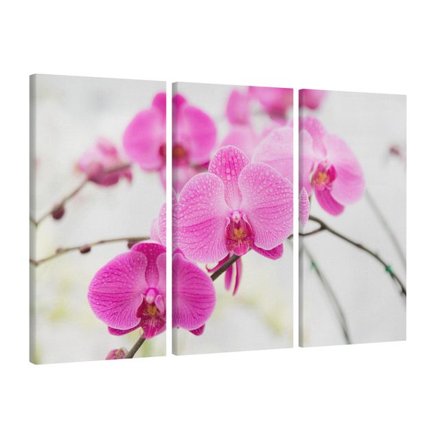 Leinwandbilder Blumen Nahaufnahme Orchidee