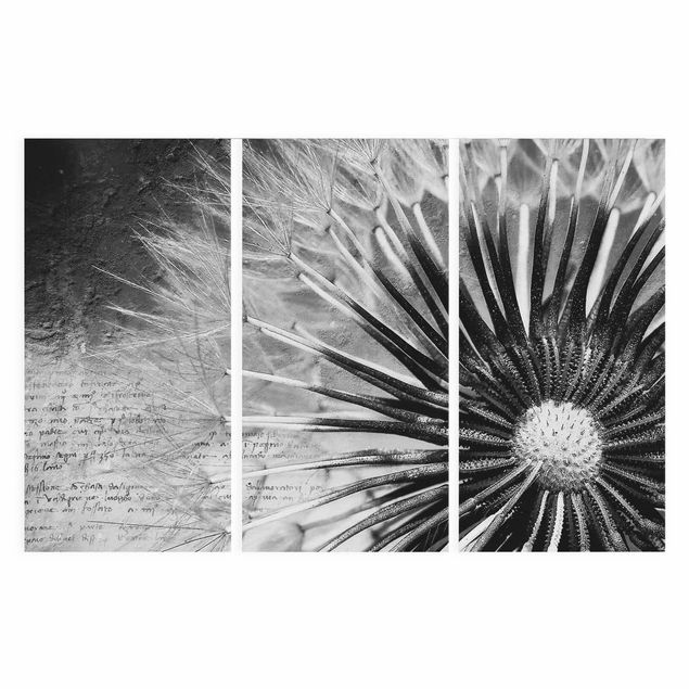 Blumenbilder auf Leinwand Pusteblume Schwarz & Weiß